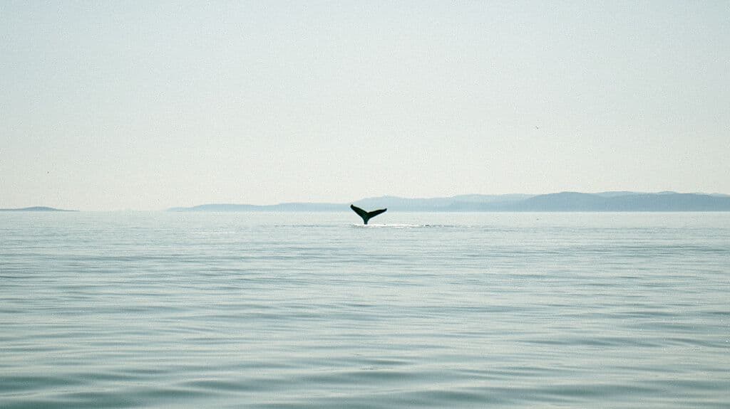 Orque dans les Escoumins