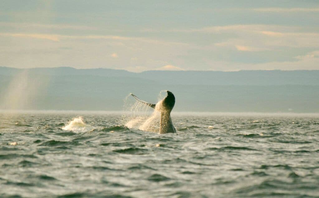 Orque dans les Escoumins
