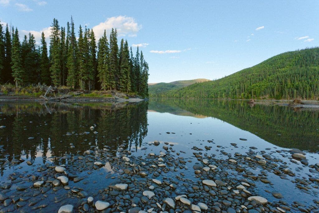 Forêt boréale à Mayo, Canada