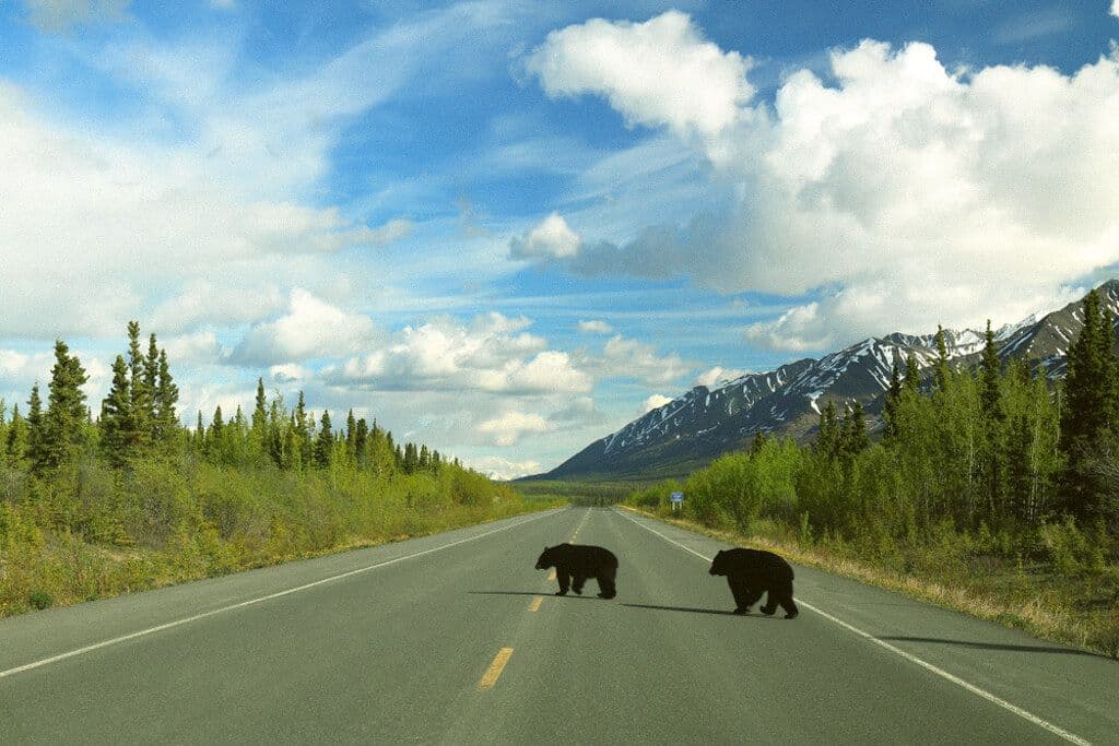 Ours à Kluane National Park