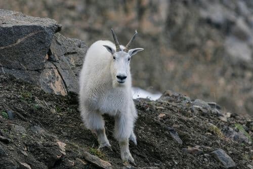 Kluane National Park
