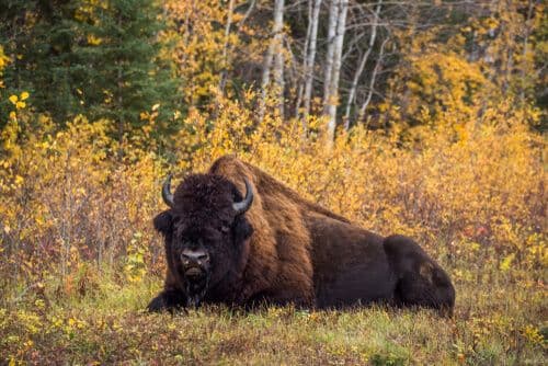 Wood Buffalo National Park