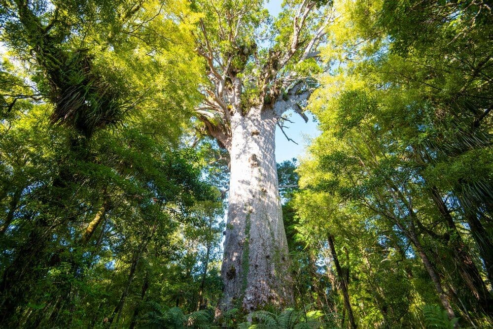 Waipoua Forest