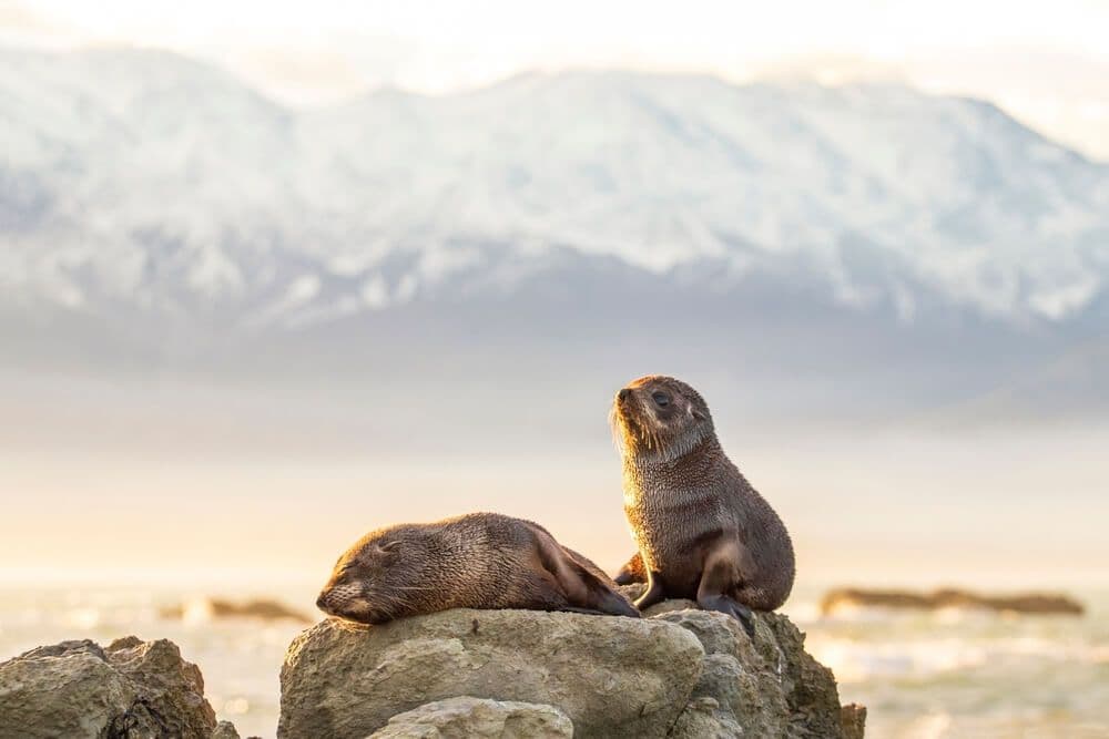 Kaikoura