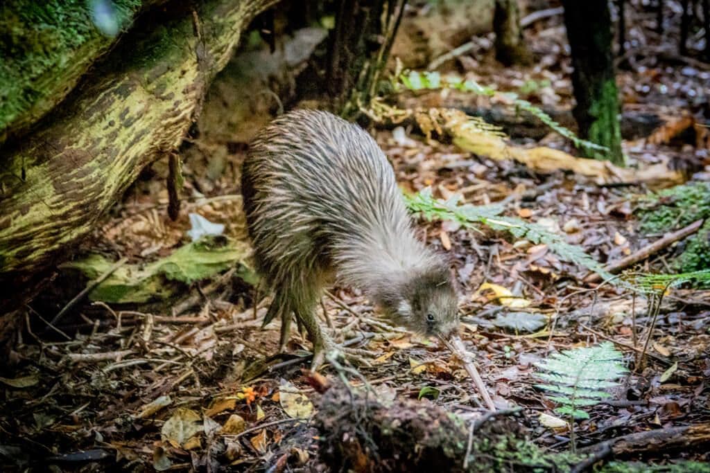 Kiwi sur Ulva Island