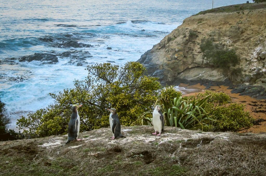 Pingouins dans l'île du Sud