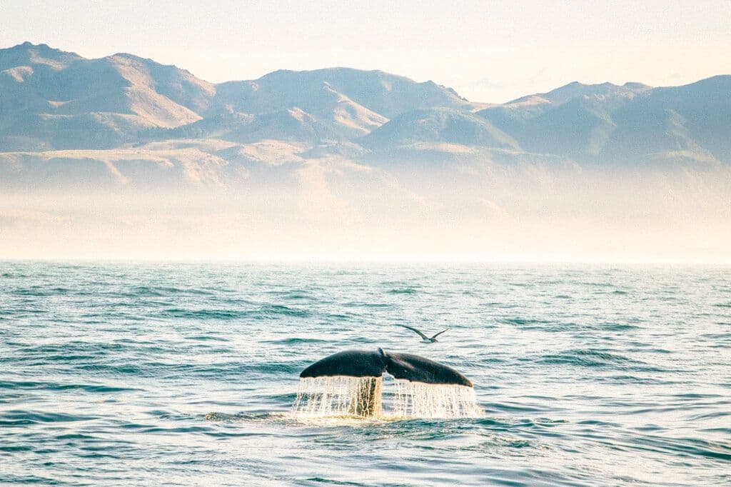 Baleine à Kaikōura
