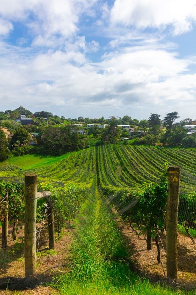Vignobles à Auckland