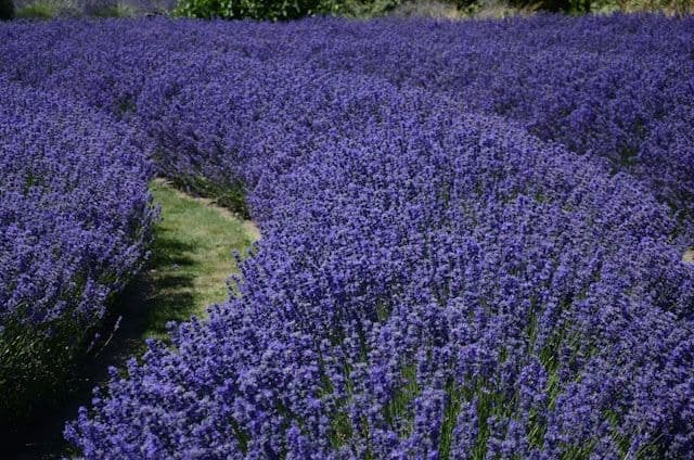 Wanaka Lavender Farm