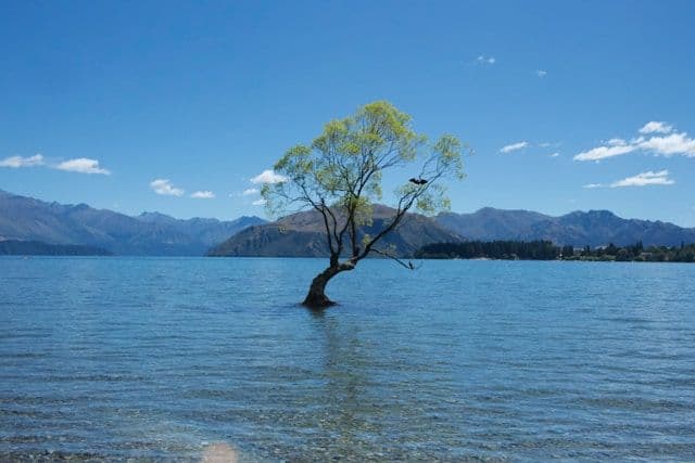 Le Wanaka Tree