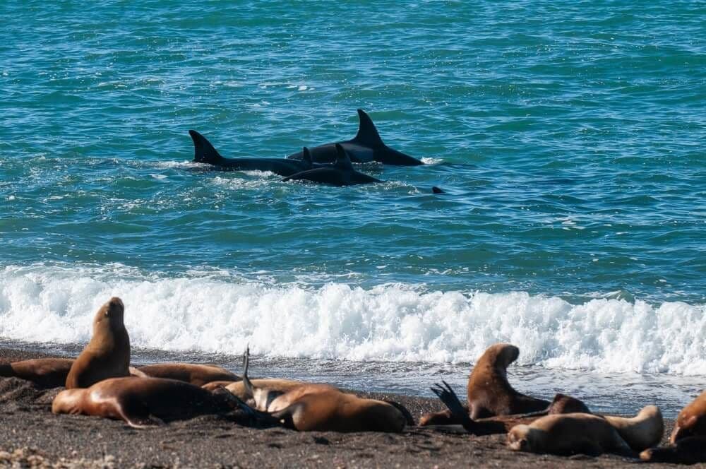 Otaries et dauphins à Puerto Madryn