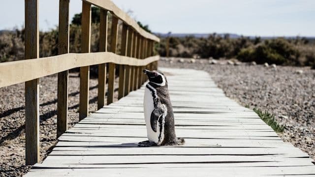Les pingouins de Puerto Madryn, en Argentine