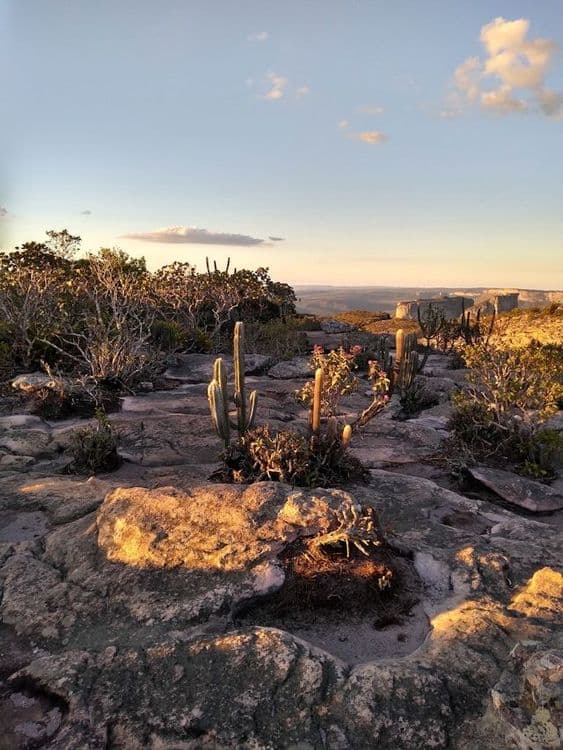 Caatinga, au Brésil
