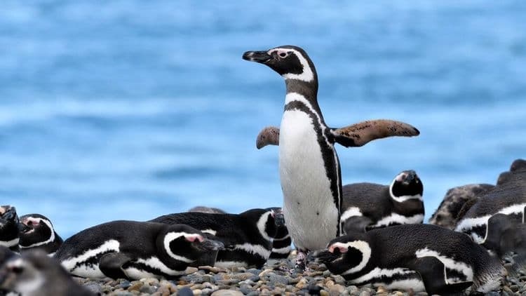 Les pingouins de Puerto Madryn, en Argentine
