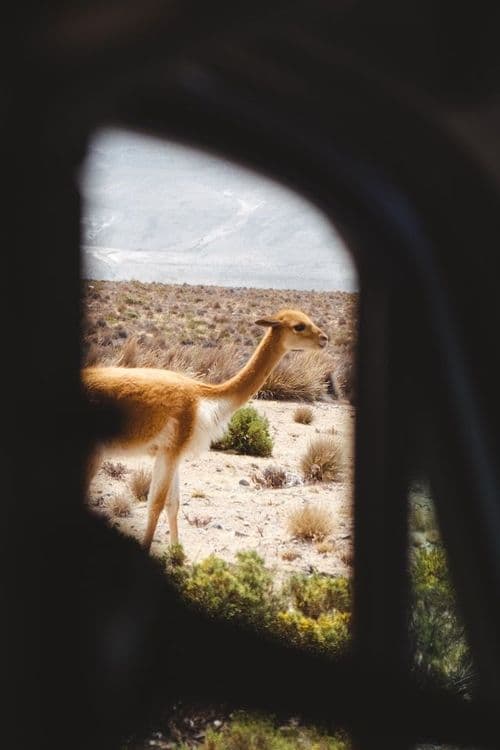 Un lama au Pérou