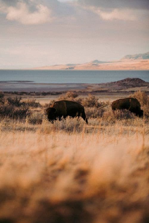 Bisons en Dakota du Nord