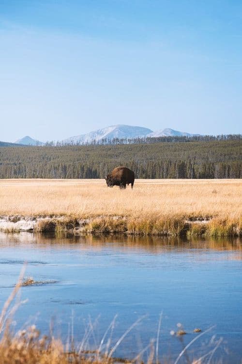 Evasion en terres sauvages, Yellowstone