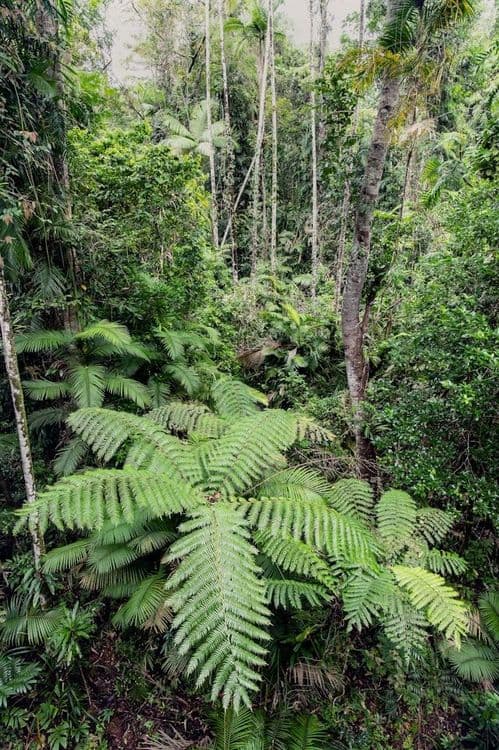 Daintree Forest, Australie