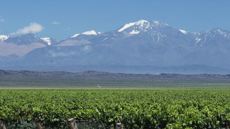 La région de Mendoza, montagnes et vignes