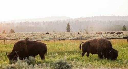 Bisons dans le Grand Ouest Americain