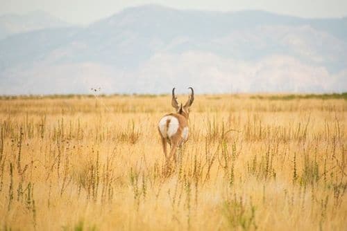 Antelope Island State Park