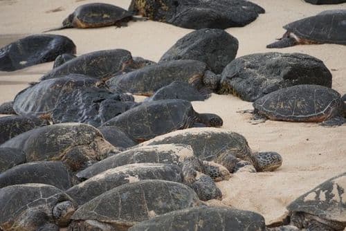 Tortues à Pai'a