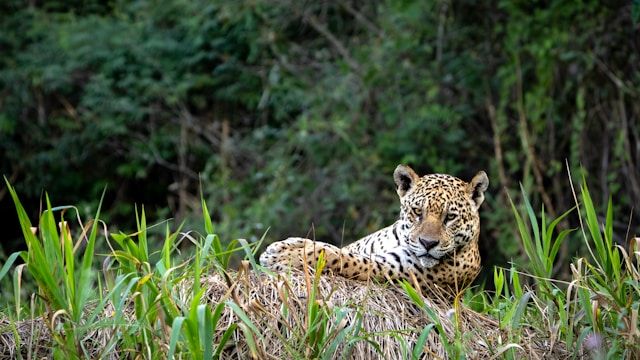Jaguar dans le Pantanal au Brésil