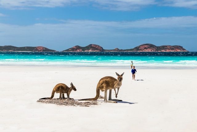 La plage de Lucky Bay et les kangourous