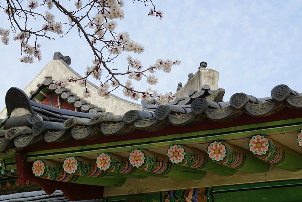 Image illustrant l'article Quand partir en Corée du Sud ? Guide des différentes saisons