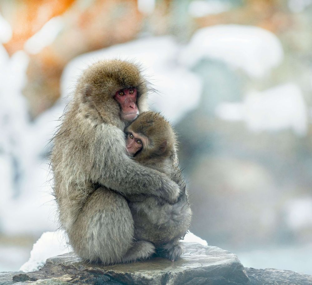 Les singes de Nagano, Japon