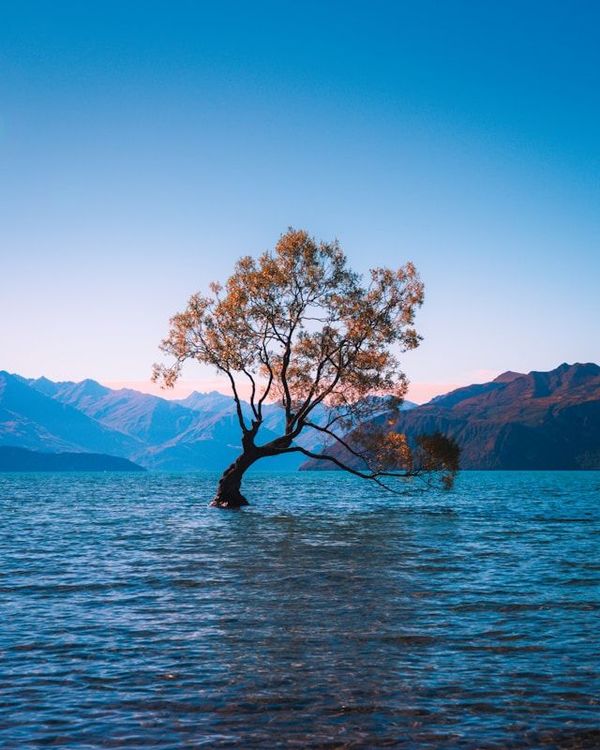 Wānaka Tree