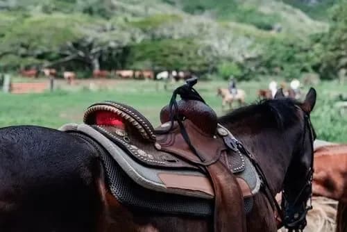 Cheval à hawai