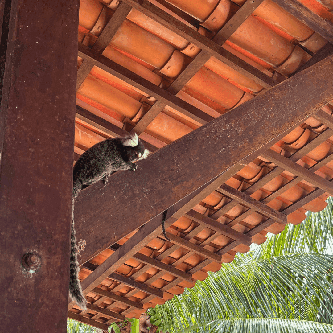 Singe au Brésil