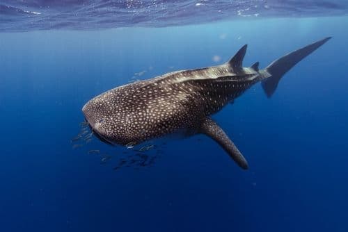 Requin-baleine, Ningaloo Reef, Australie