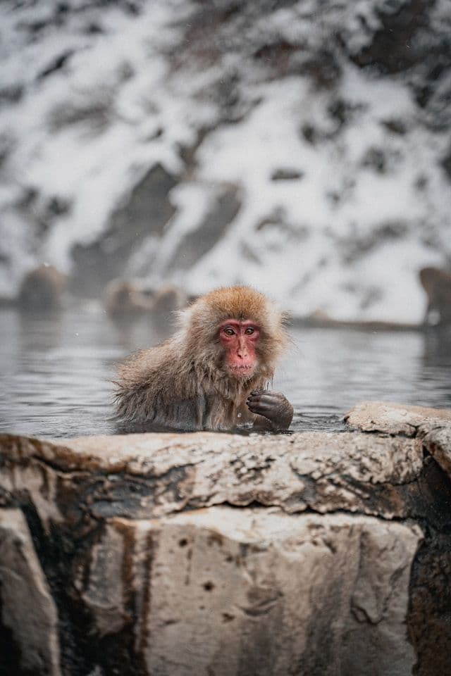 Un singe à Nagano, Japon