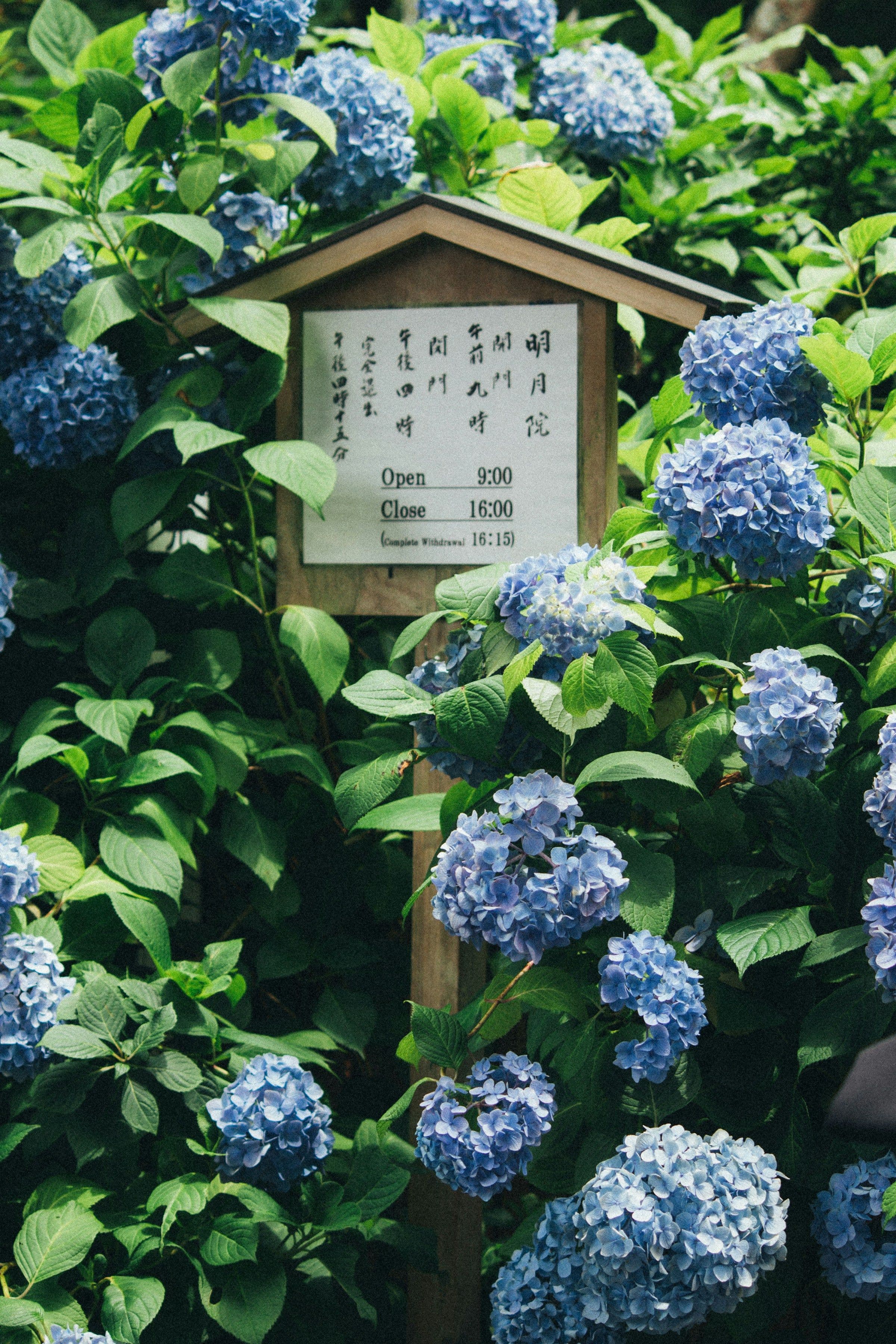 L'été au Japon