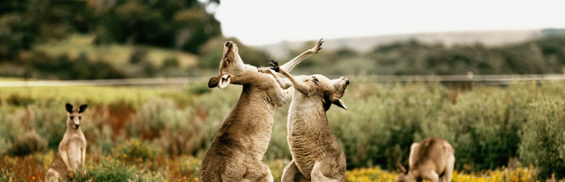 Image illustrant un paysage du pays Australie