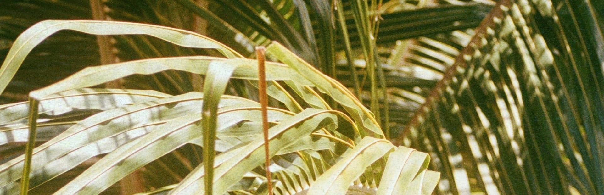 Image illustrant un paysage du pays Polynésie française