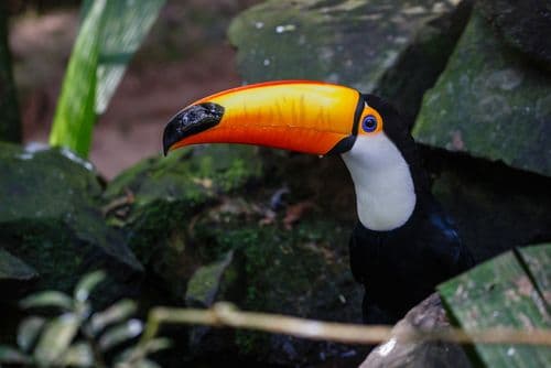 Un toucan à Iguazu, Argentine