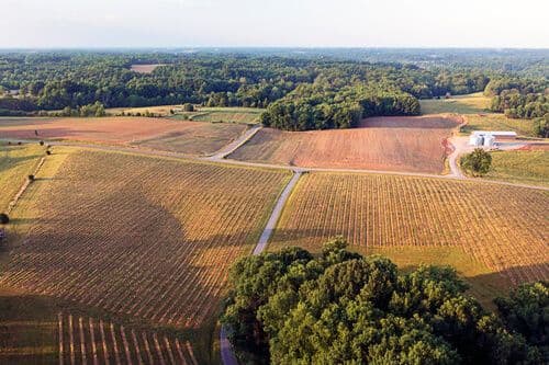Vignobles en Caroline du Nord