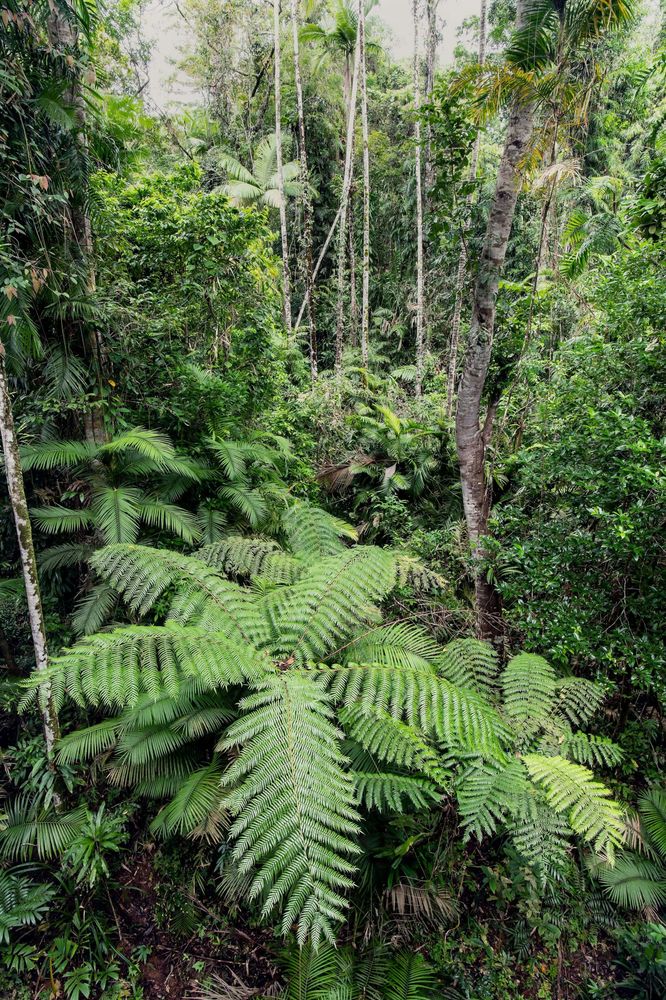 Image illustrant le guide La Daintree Forest