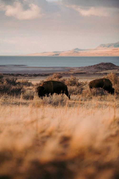Bisons en Dakota du Nord