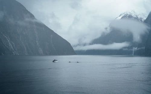Fiordland